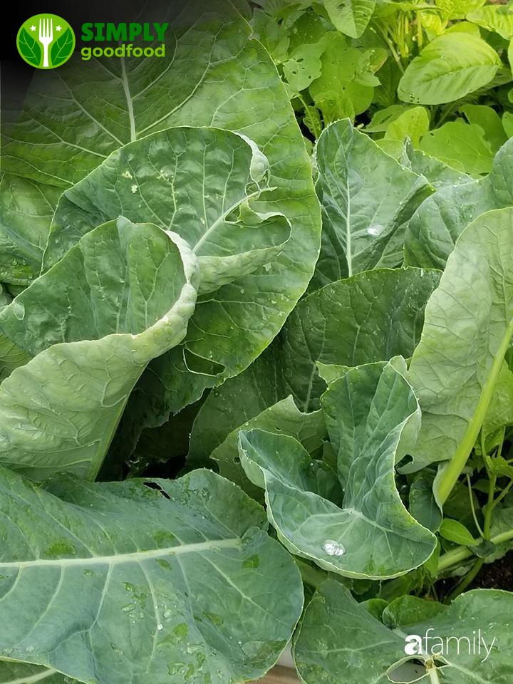 Bài Học Quý Giá Từ Khu Vườn Sân Thượng Của Nữ Doanh Nhân