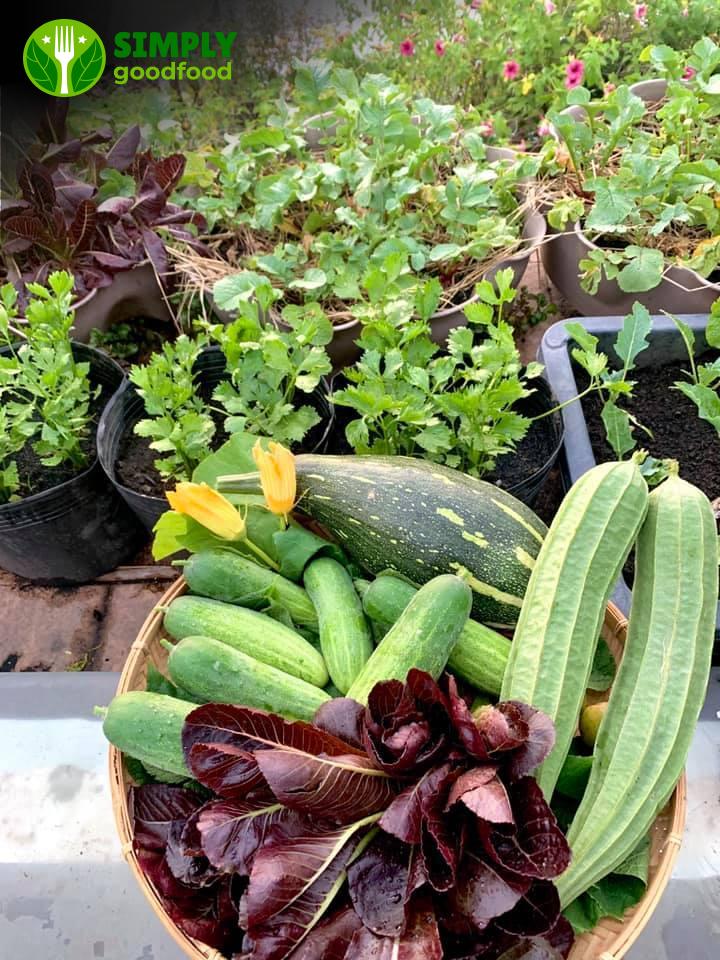 Học Hỏi Mô Hình Vườn Rau Sạch Từ Gương Hai Cô Gái 9X Để Kiến Tạo Cuộc Sống Lành Mạnh