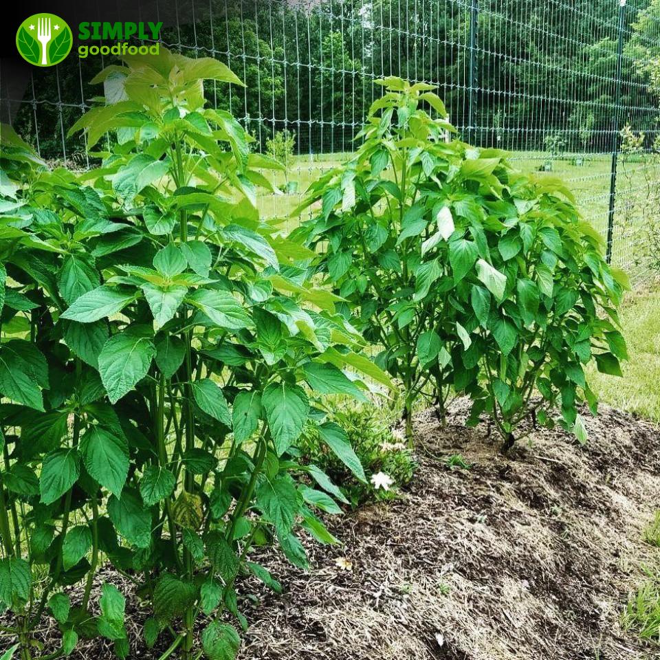 Chăm Sóc Trẻ Bị Sốt Phát Ban: Những Điều Cần Lưu Ý