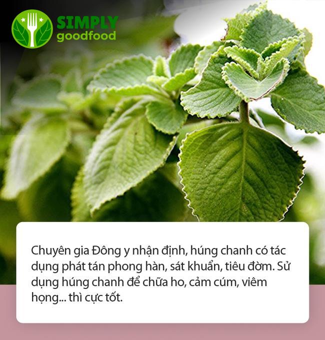 Lưu Ý Quan Trọng Khi Sử Dụng Lá Húng Chanh Trị Ho Cho Bé