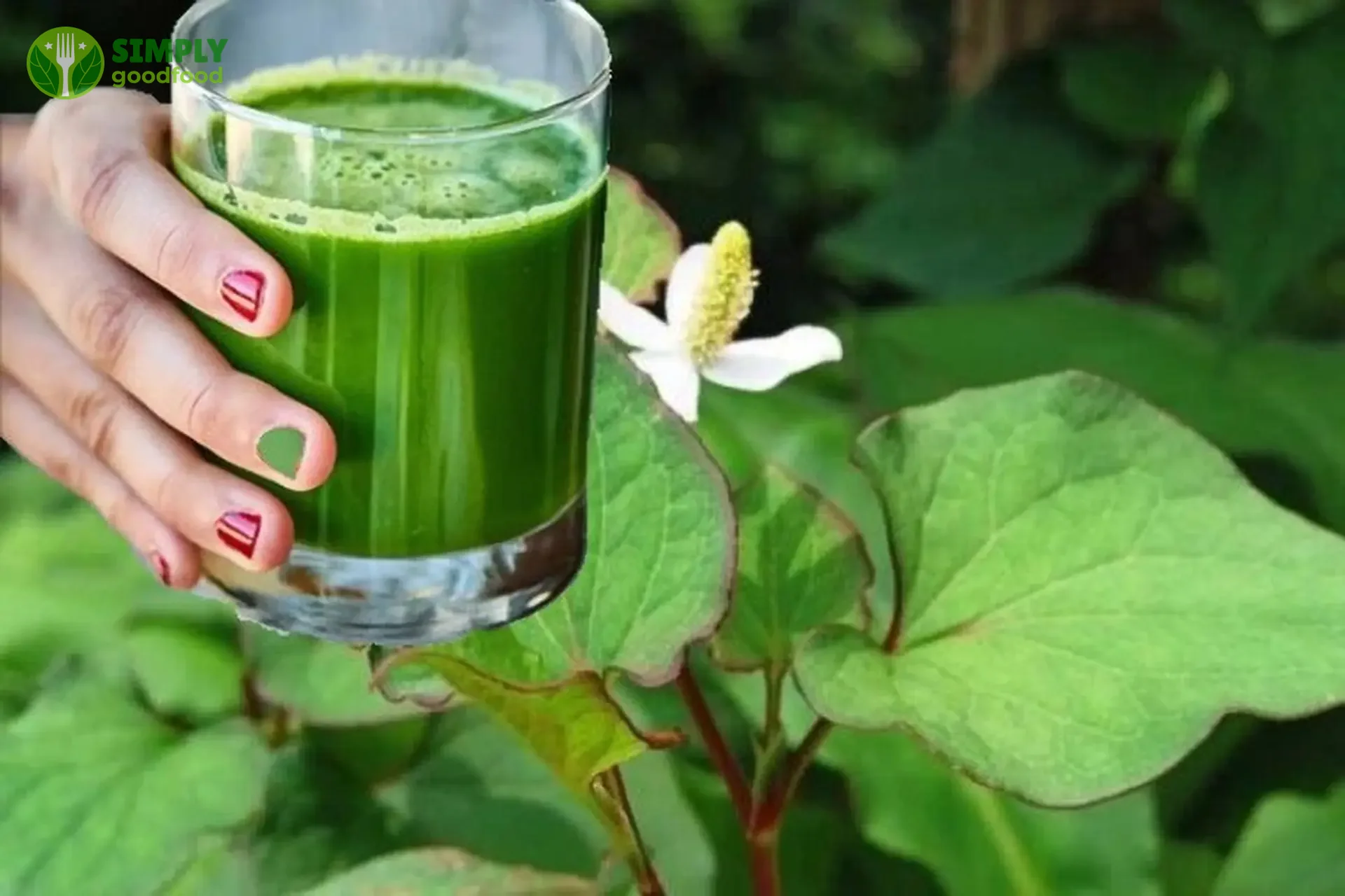 Nước rau diếp cá tươi mát, thức uống dân dã tốt cho sức khỏe và làm đẹp.