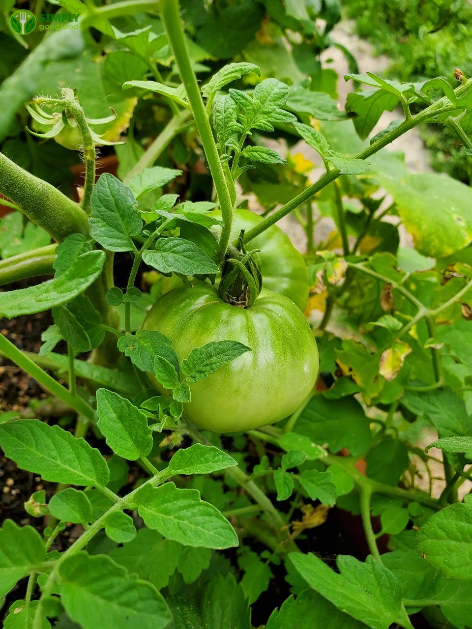 Giỏ rau củ quả tươi ngon, an toàn cho sức khỏe, chế biến đúng cách.